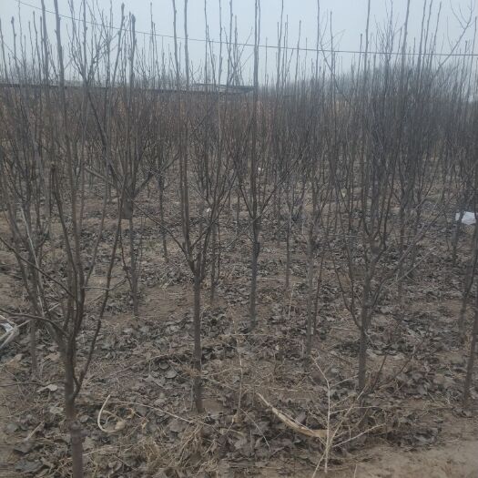 辛集市新梨7号梨树苗  4公分新梨七号树苗