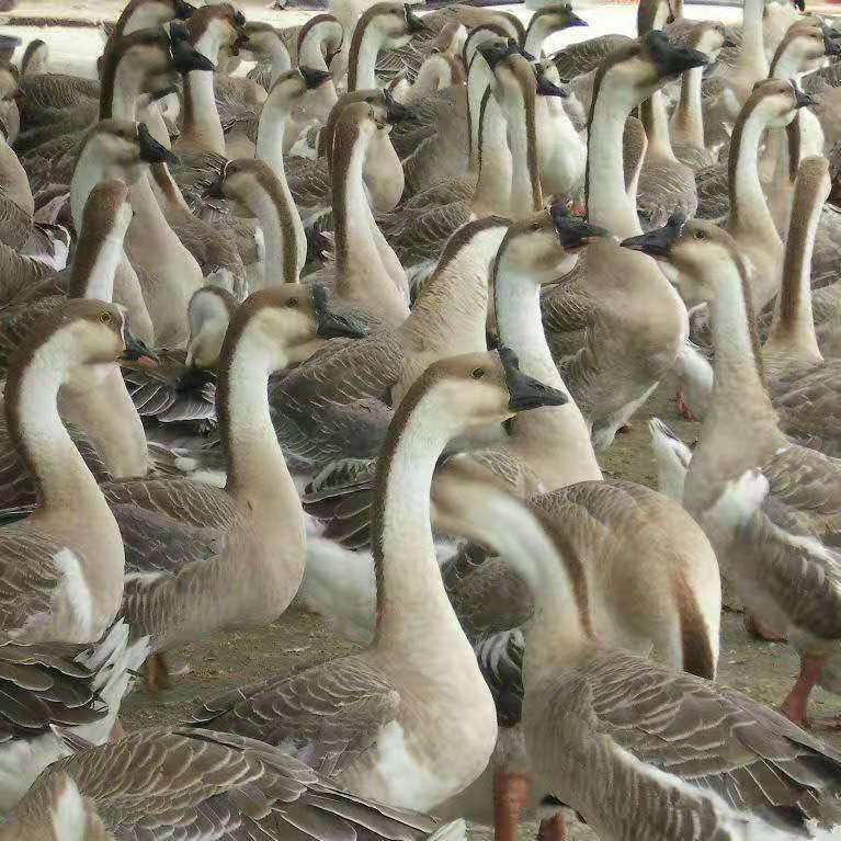 马岗鹅苗  马岗鹅 苗包回 收包技术