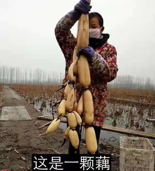 雪莲藕 山东省济宁市梁山县