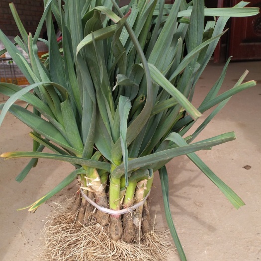 灵台县红根蒜苗 45 - 50cm 