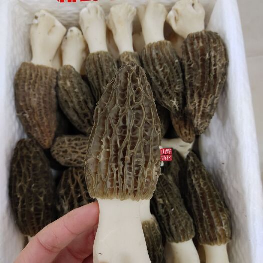 昆明云南高海拔仿野生种植新鲜羊肚菌精选货 1000克包邮