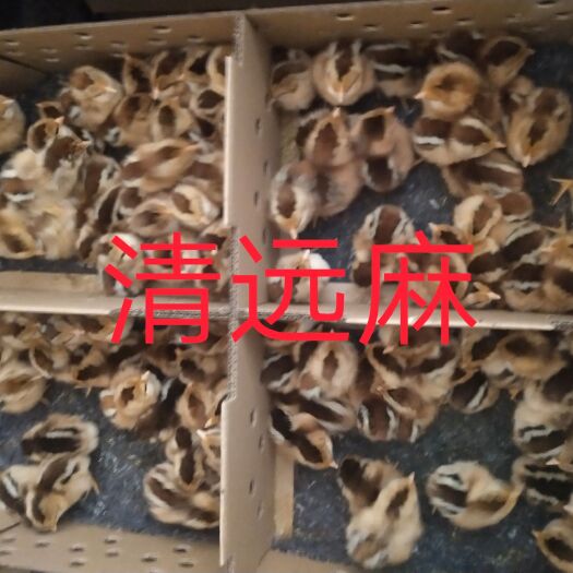 广州麻鸡苗  清远麻2号大苗/包打疫苗120天5.2斤到5.5斤