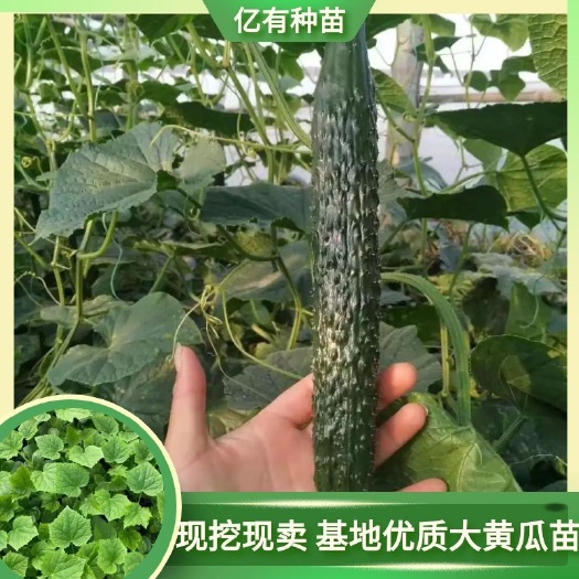 寿光市黄瓜种苗  黄瓜苗 大黄瓜苗 德瑞特黄瓜苗 寿光育苗厂直发