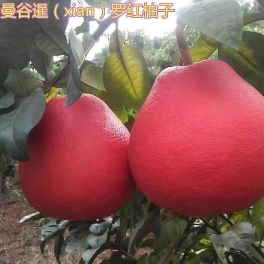 灵山县暹罗柚苗  果树苗柚子苗暹罗红柚嫁接苗