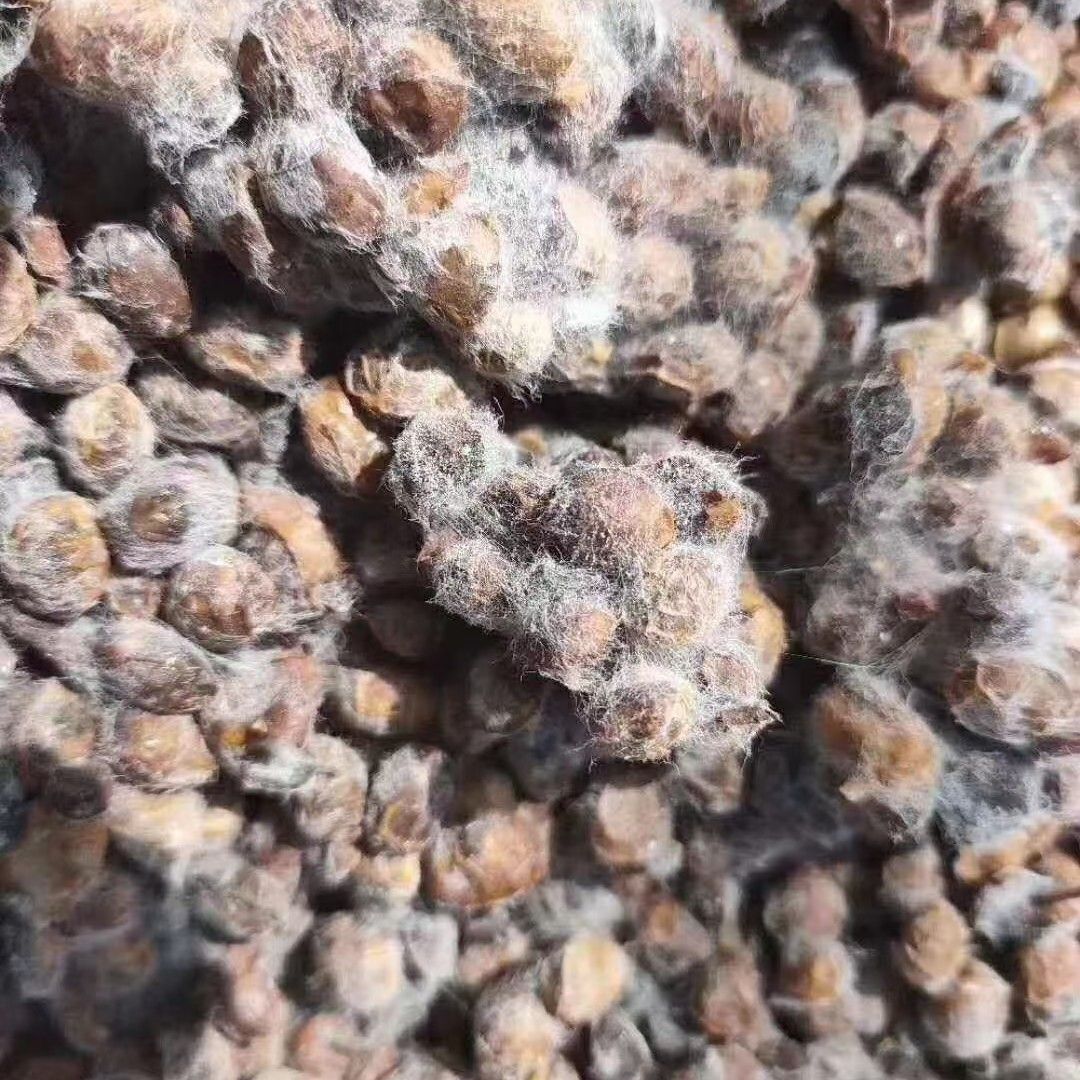 益生菌发酵大豆有机肥厂家