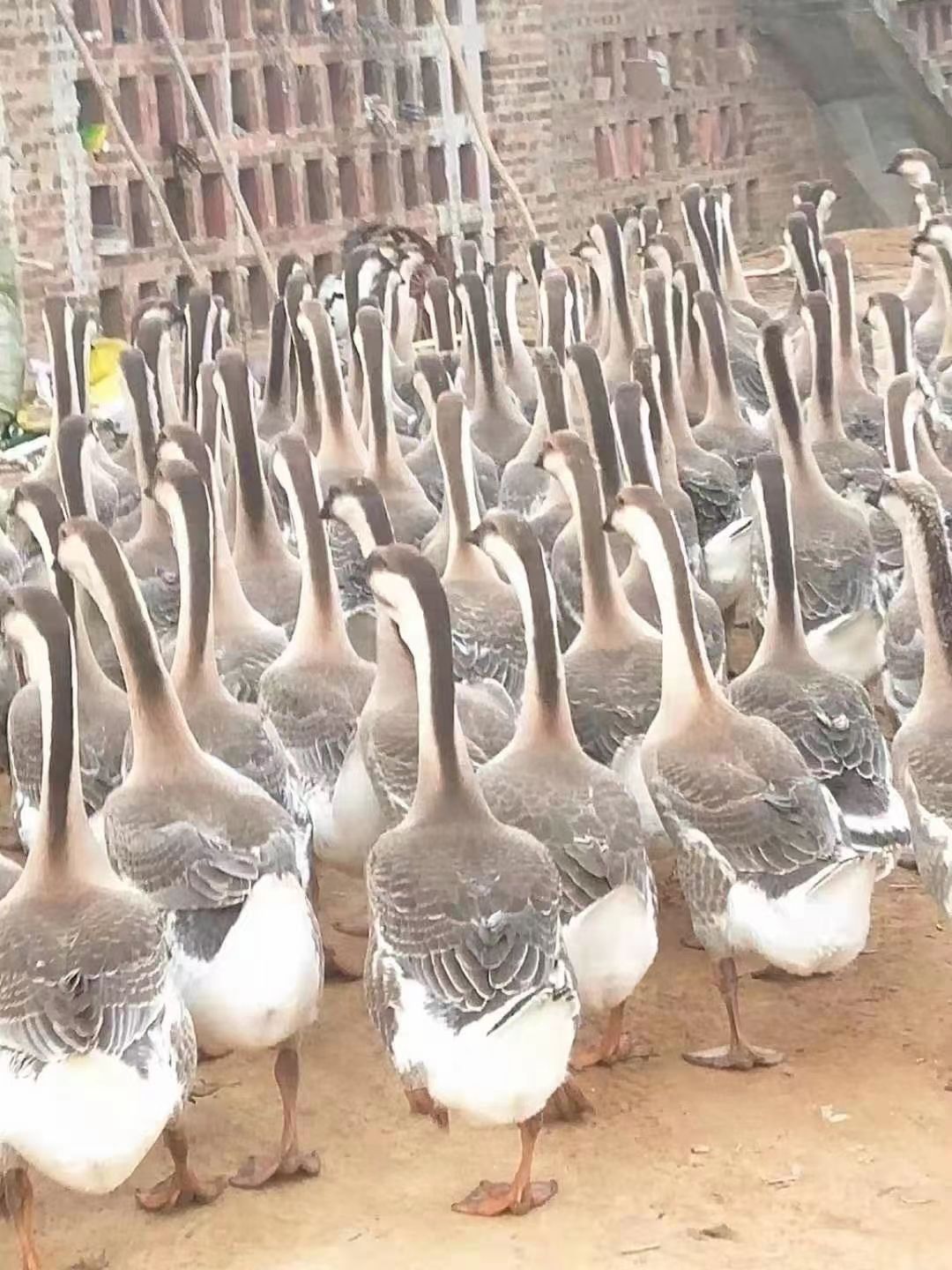 肉鹅 两批大白鲨，一批76天，一批106天，长期供应，大量货源