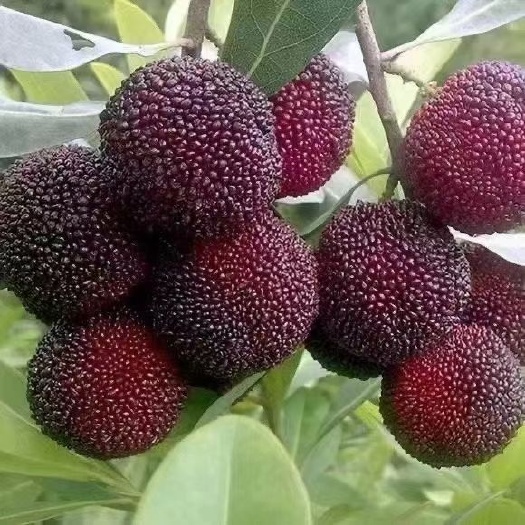 灵山县东魁杨梅树苗  东魁杨梅苗