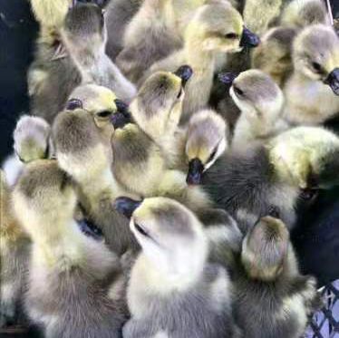  朗德鹅苗 包技术 包运输 免费搭建温鹏