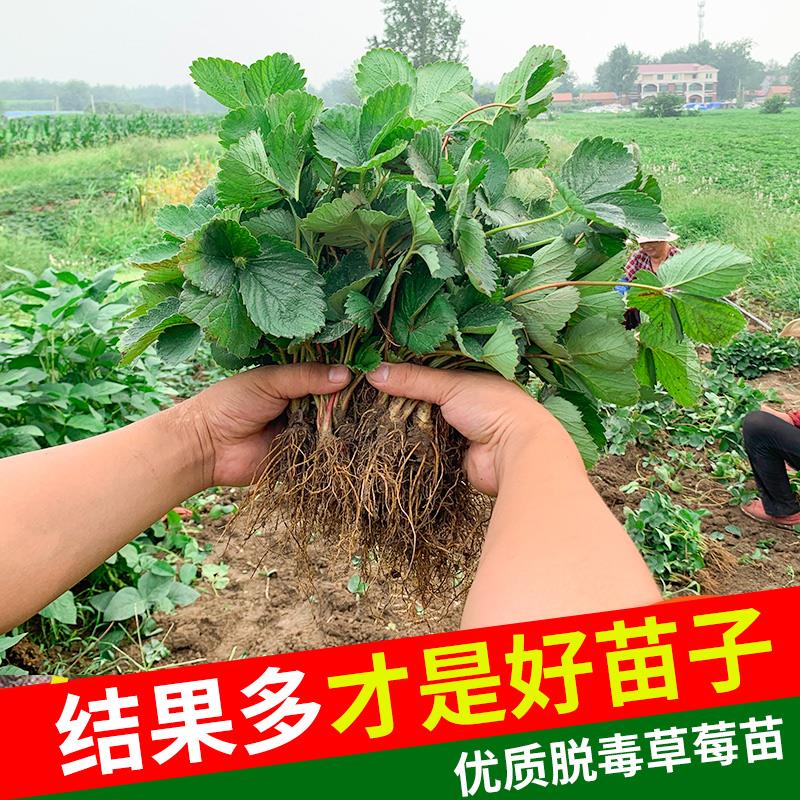 草莓苗南方北方阳台种植苗果树当年结果