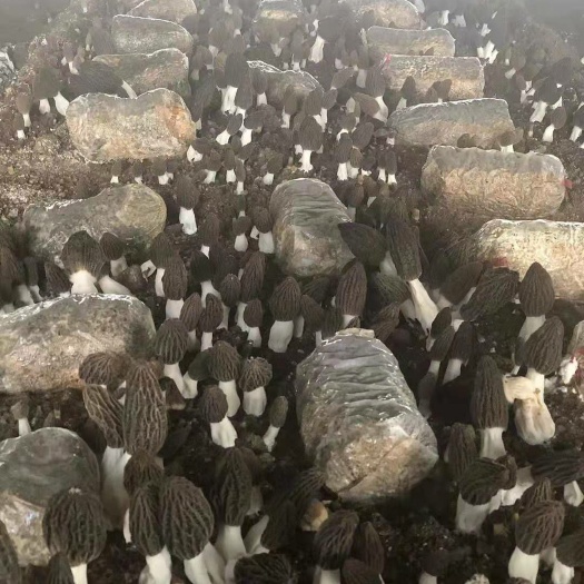 通许县羊肚菌上市，个头好价格不高。