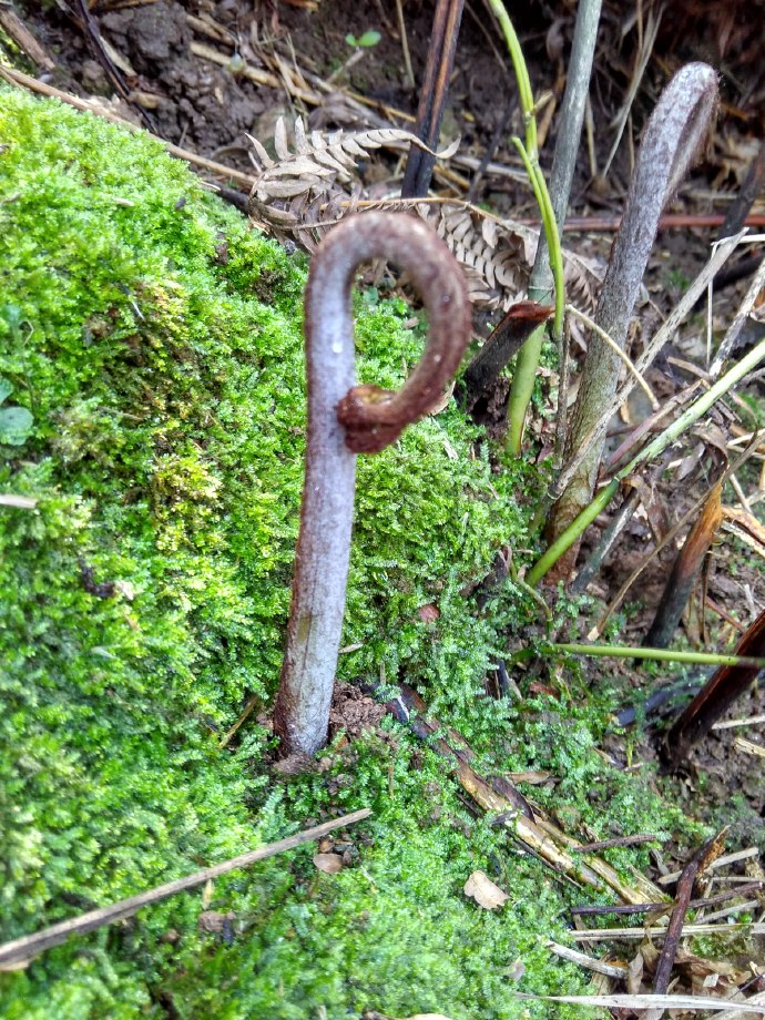  湖南野生蕨菜