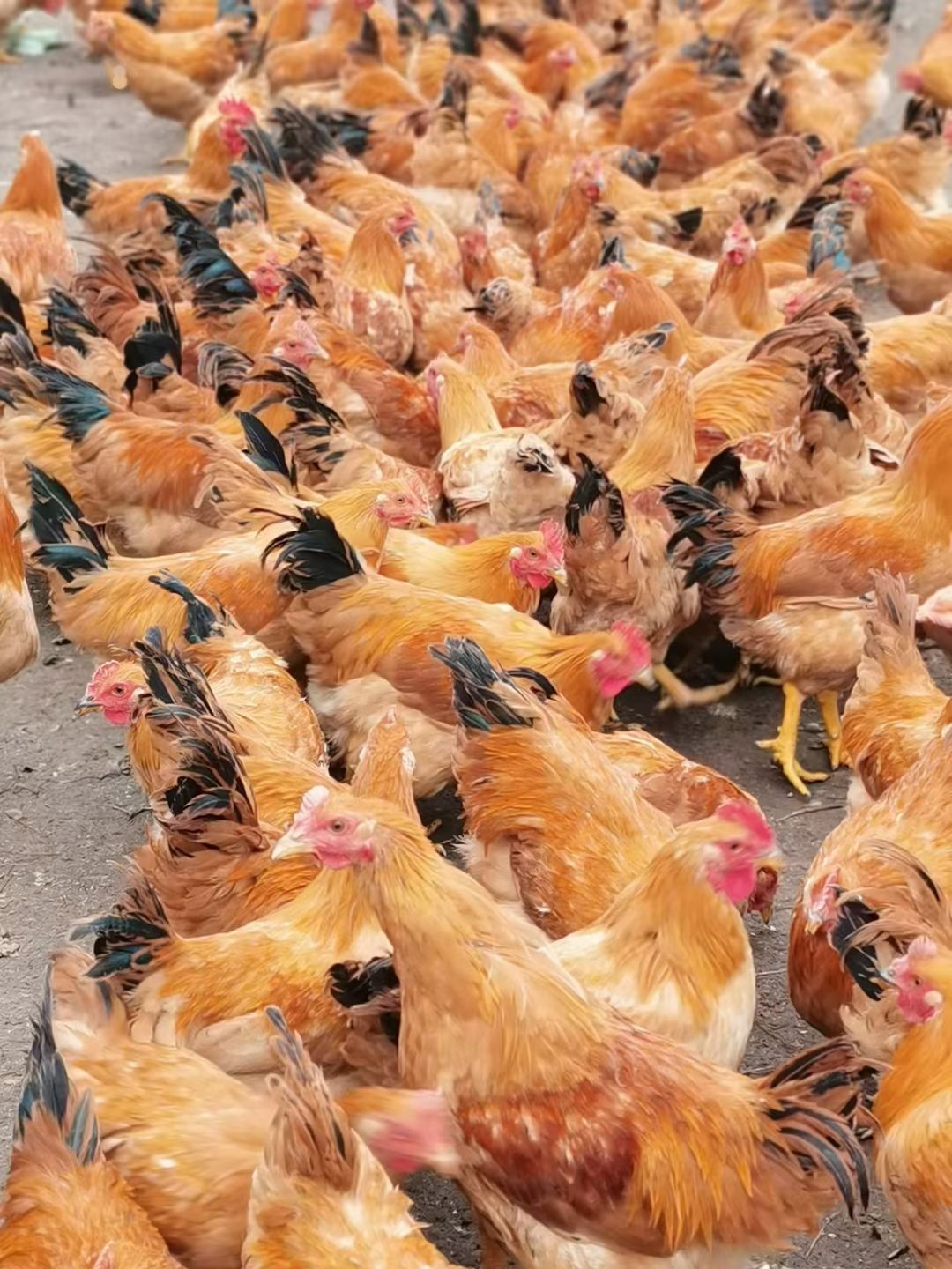 阉鸡 4-5斤 统货 