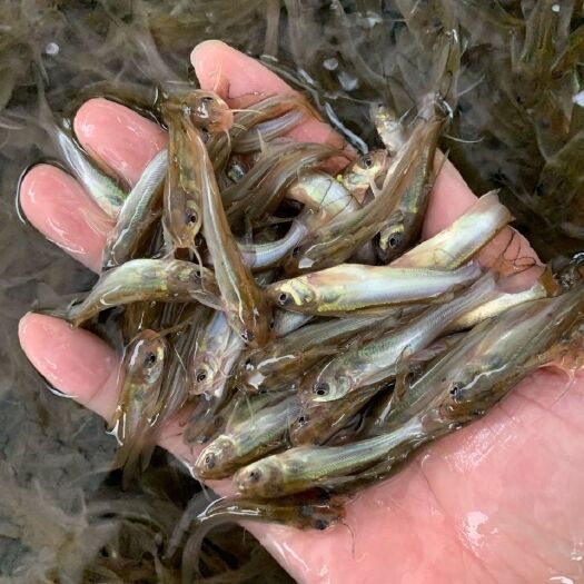 广州叉尾鮰鱼苗  优质叉尾鱼苗斑点叉尾鮰鱼 钳鱼苗沟鲶鱼苗回鱼淡水养殖