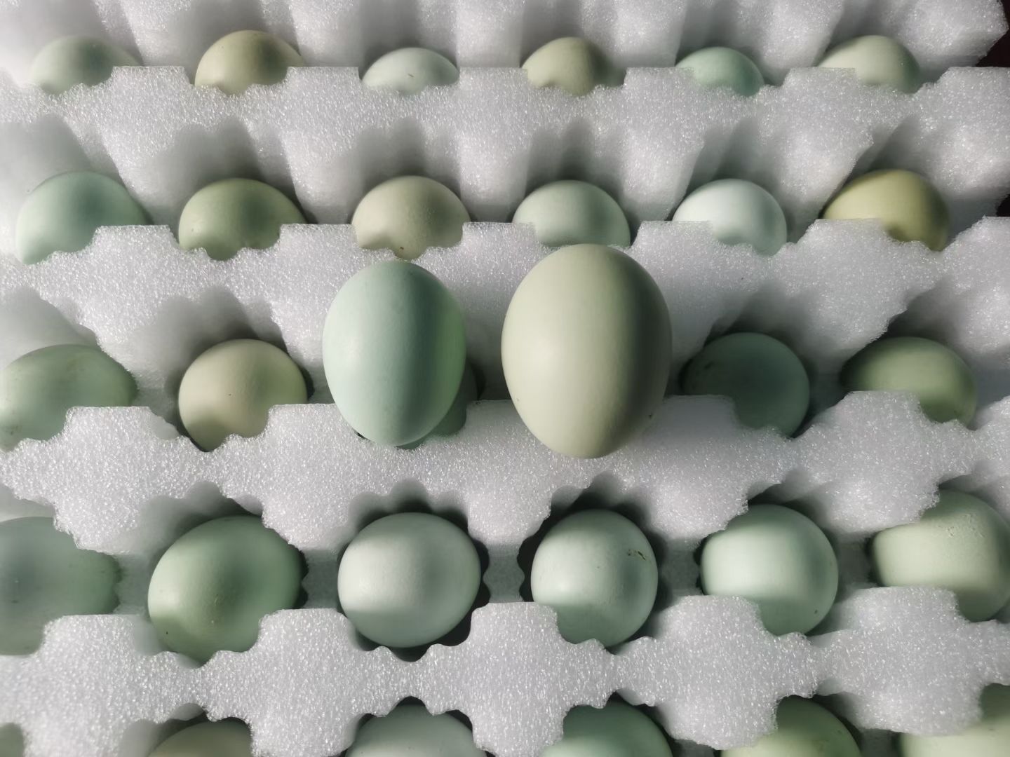绿壳蛋  鸡蛋，绿壳鸡蛋，放养鸡蛋