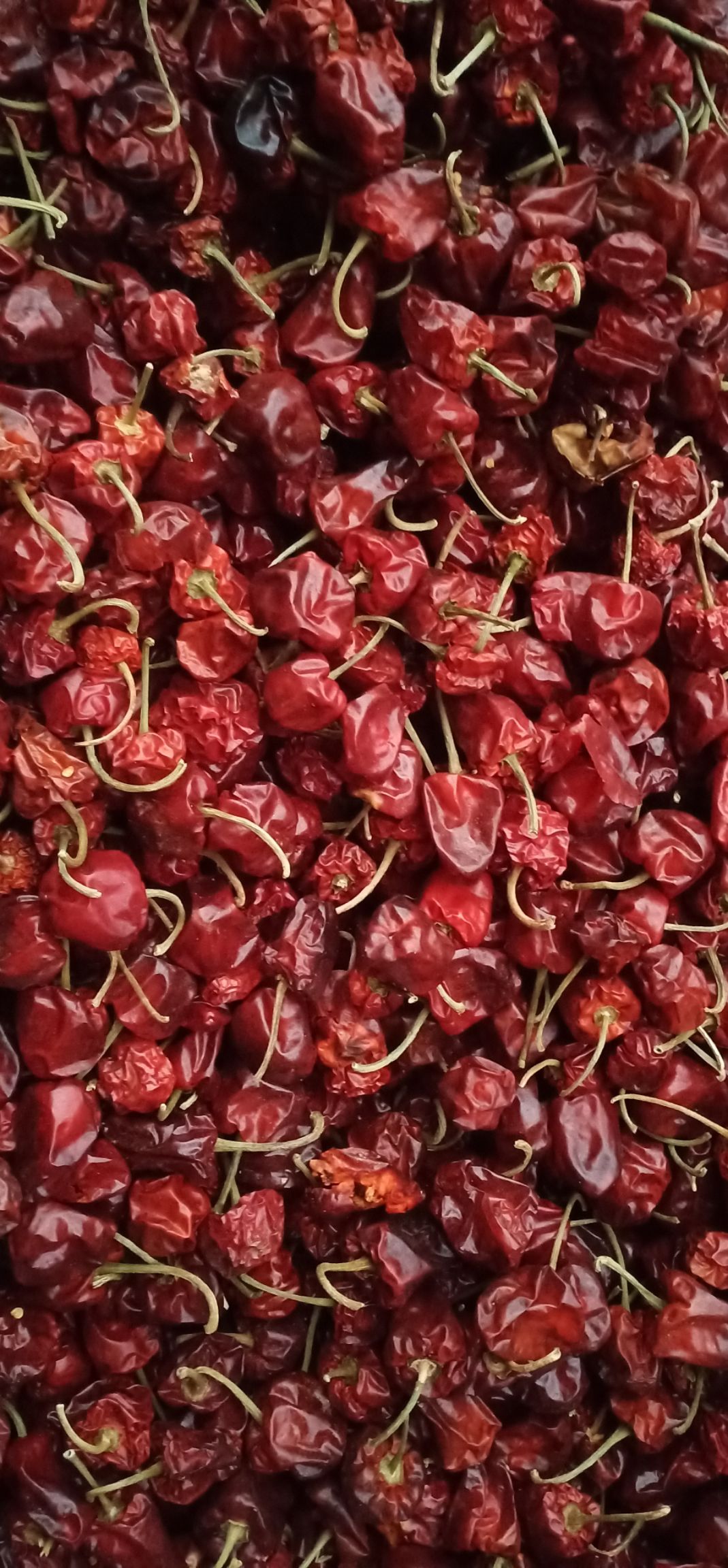 遵义 虾子灯笼椒（微辣特香）