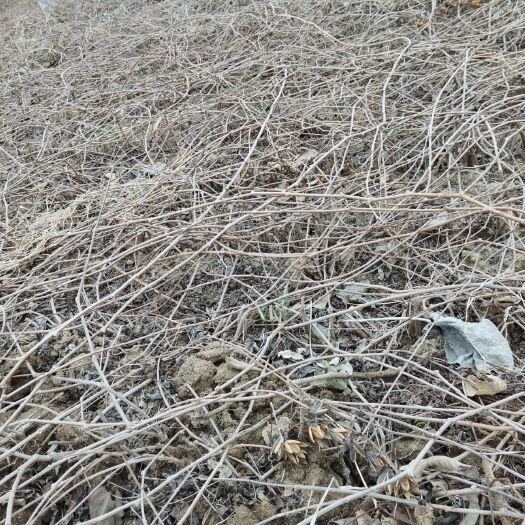鄢陵县 爬山虎基地  货源充足