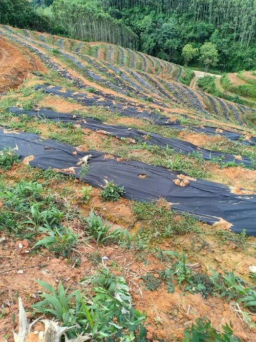 德州防草布  产品保质保量供货及时，价格合理欢迎各位新老客户定购。