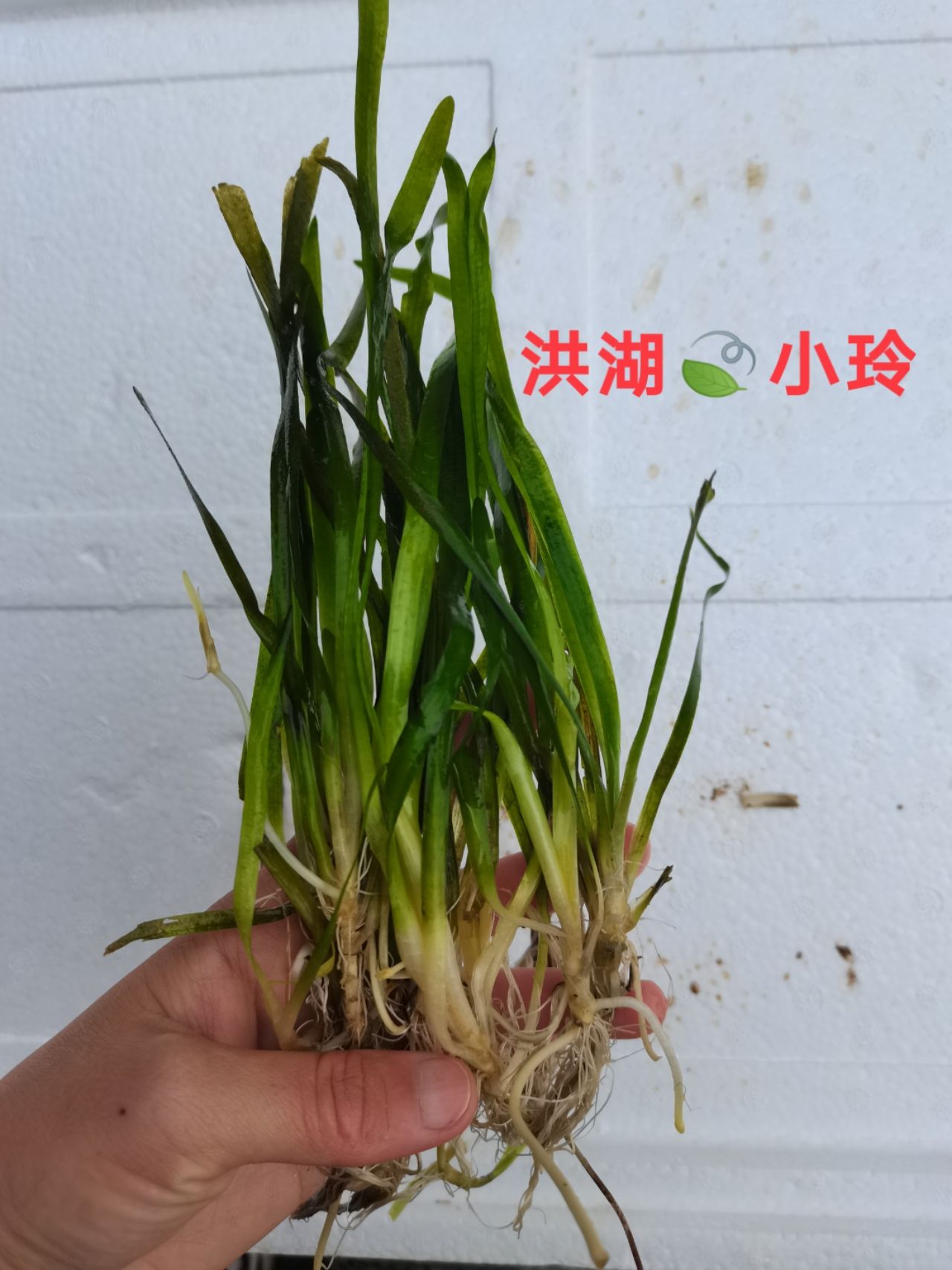 矮叶苦草 四季常青水草 无忧草  扁担草 量大价优 包邮