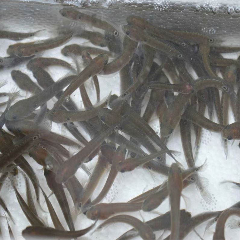 七星鱼精品冷水观赏鱼淡水食用山斑鱼肉食原生珍珠雷龙鱼