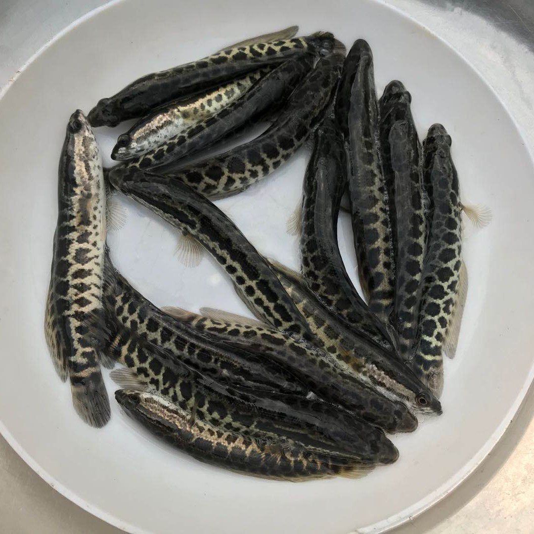 乌鳢苗  杂交黑鱼苗 优质生鱼 乌鱼苗 淡水 好养殖 乌鳢鱼