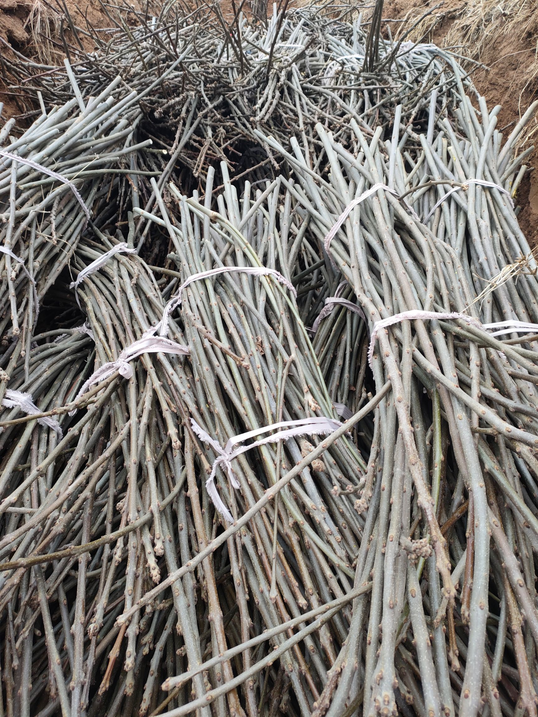 秋紫白蜡 供应正品优级小叶秋紫蜡种条。