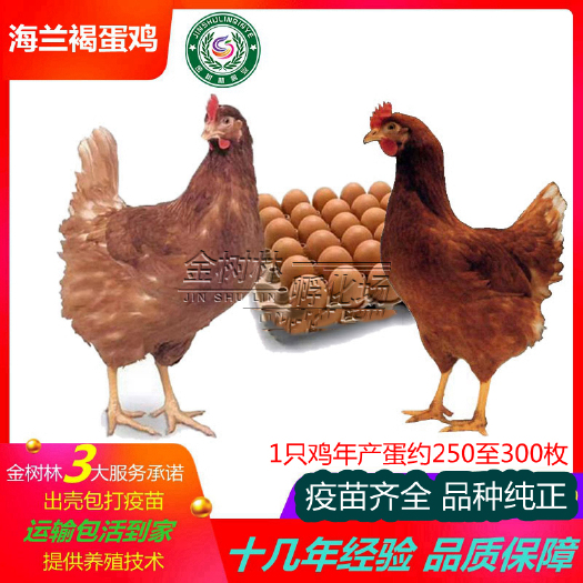 南宁优质海兰褐多蛋鸡苗产蛋王鸡苗罗曼粉海兰灰蛋鸡苗诚信经营