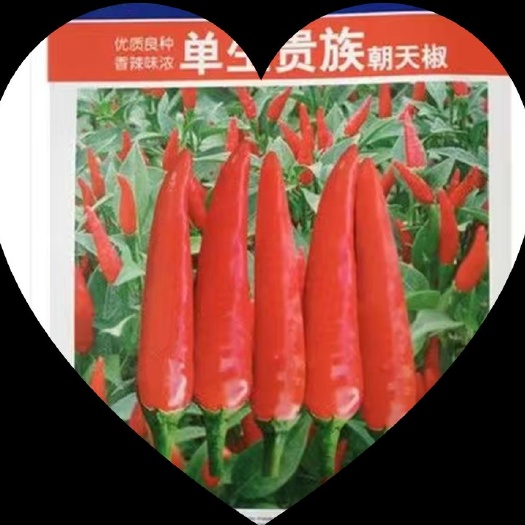 周口新一代辣椒种子 优质辣椒种，量大从优