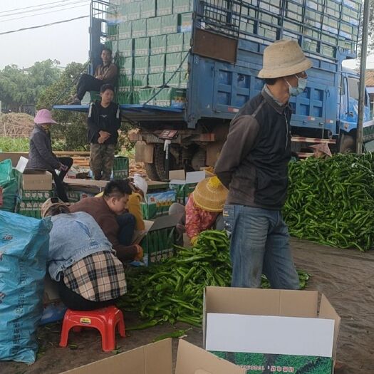 雷州市薄皮椒 大量尖椒辣妹子出货