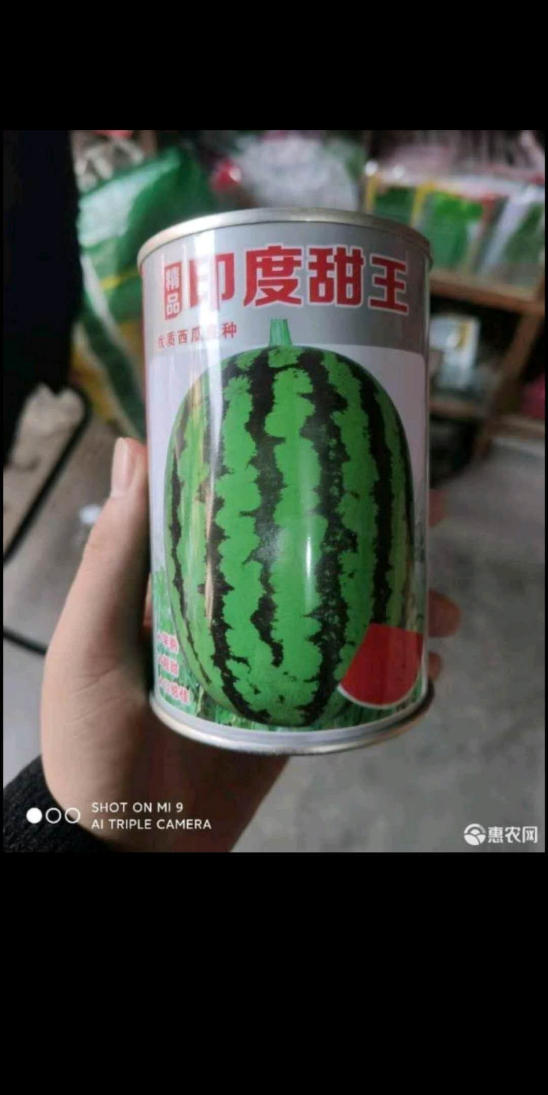  印度甜王西瓜种子，早熟果皮薄，果实耐贮运(三毛钱一粒种子)