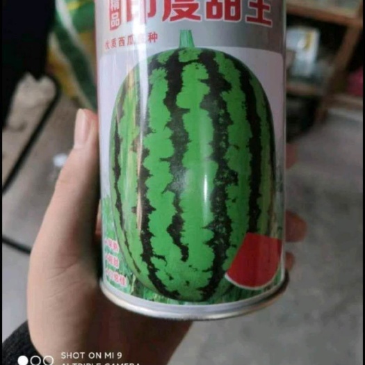 兰考县 印度甜王西瓜种子，早熟果皮薄，果实耐贮运(三毛钱一粒种子)