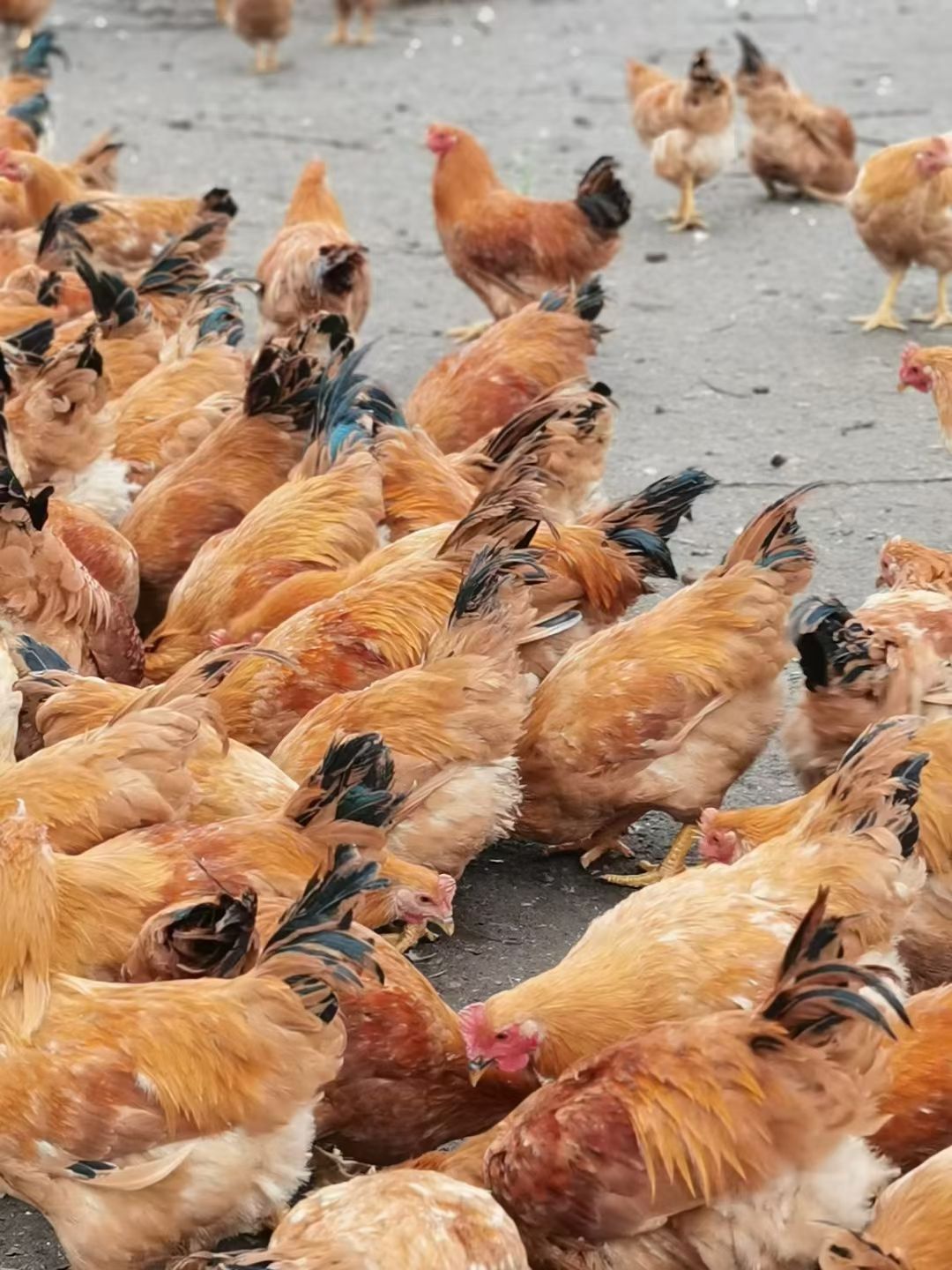 阉鸡 4-5斤 统货 