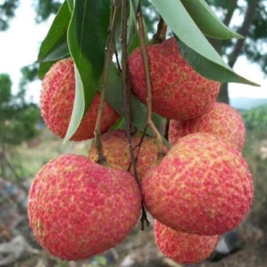灵山县荔枝苗  无核荔枝清甜无核，肉质嫩