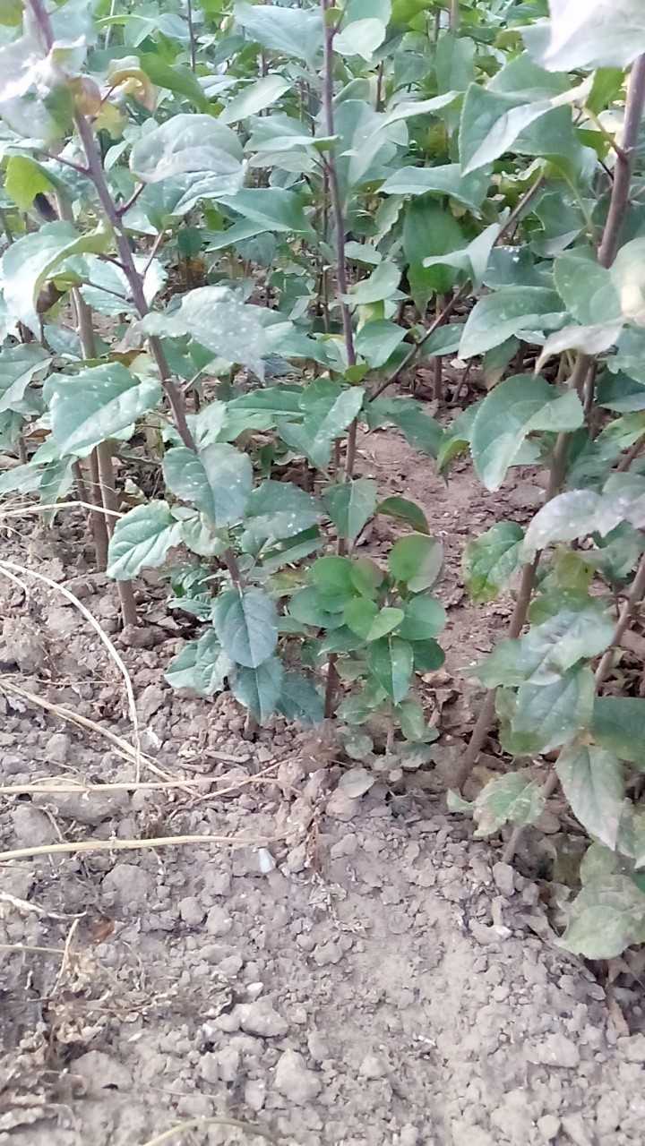 沙藏海棠种子，沙藏好的海棠籽，可直接播种