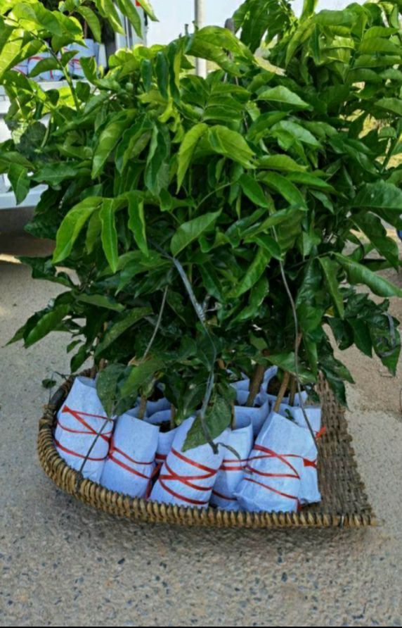  贵妃黄皮果苗紫肉黄皮，品种正宗，种植后次年可结果