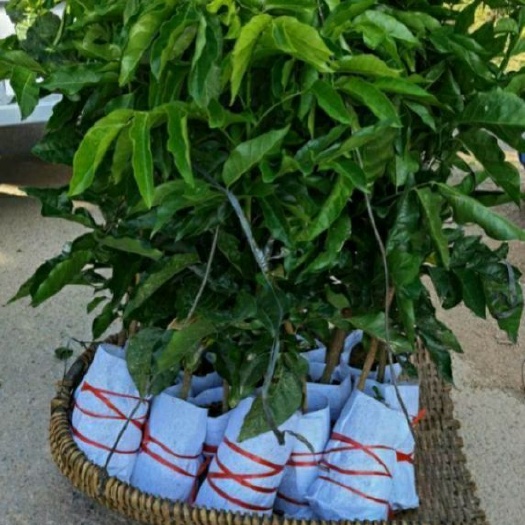 灵山县 贵妃黄皮果苗紫肉黄皮，品种正宗，种植后次年可结果