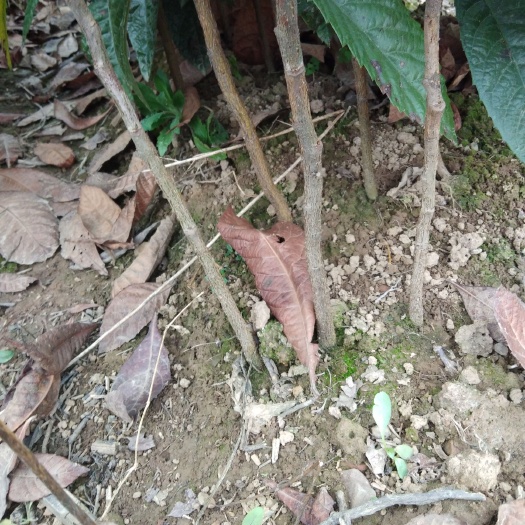 阳朔县枇杷树苗  枇杷实生苗，价格联系咨询，包邮