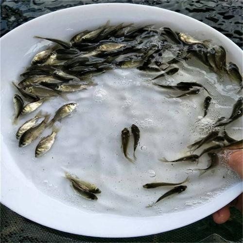 重庆市鲤鱼苗  长期出售鱼苗，。