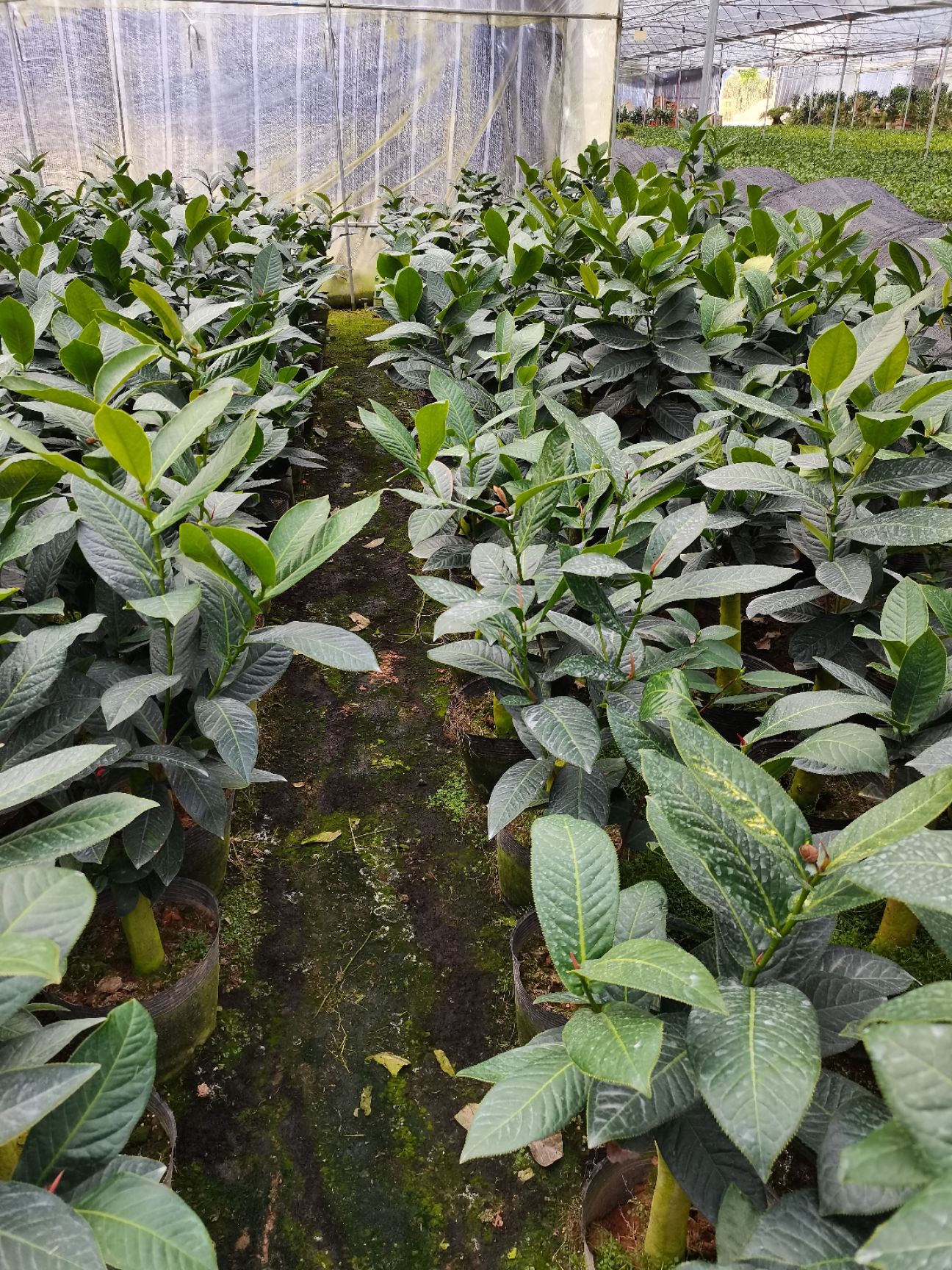 越南抱茎茶花，常绿植物，花色为红色