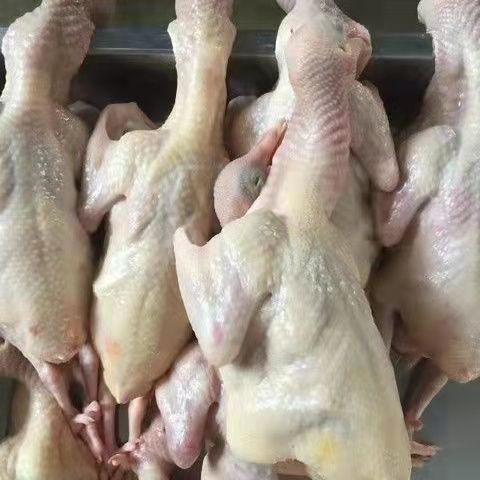 乳鸽 老鸽子厂家直销一手货源