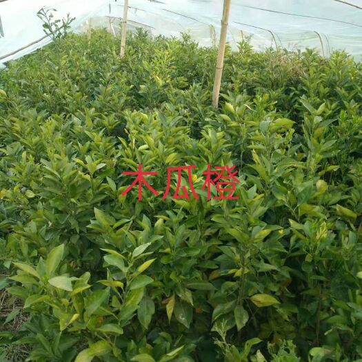 平和县三红蜜柚苗，葡萄柚，泰国红宝石青柚，茂谷柑，红美人