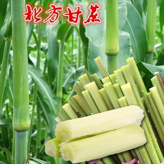 沭阳县大力士牌甜高粱种子，蜜汁多水甜高粱