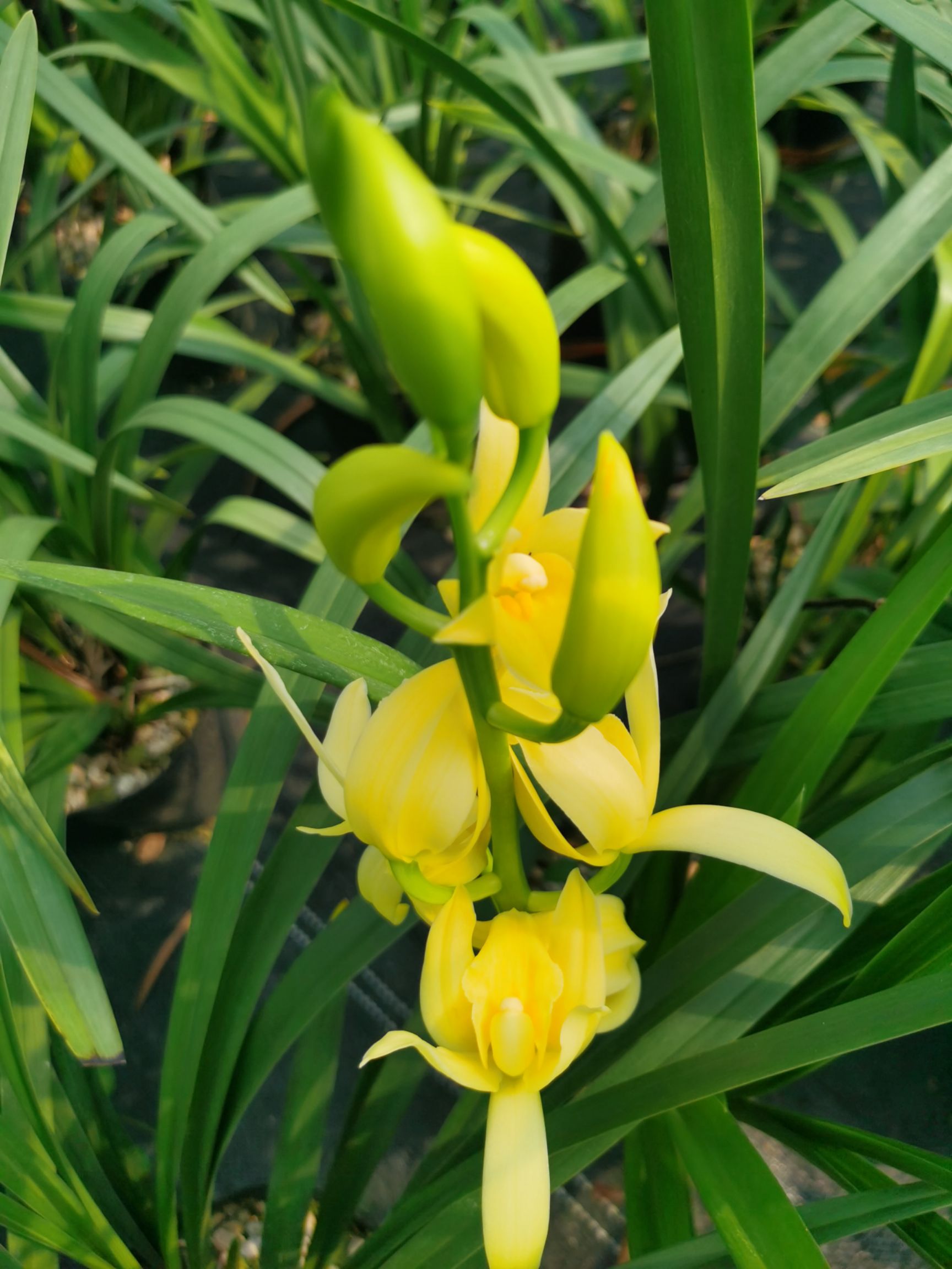 大花惠兰  大花蕙兰（黄金小神童）