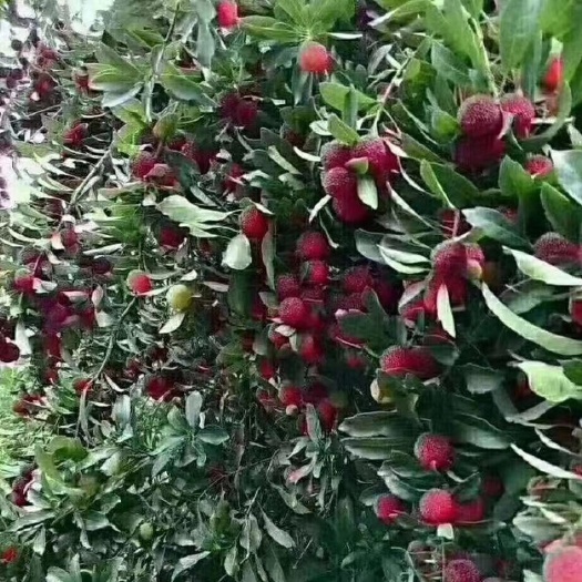 仙居县荸荠杨梅  仙居杨梅多汁又大