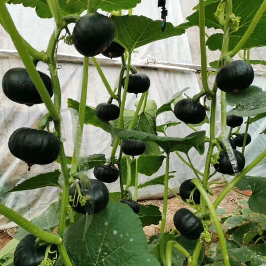 黑珍珠贝贝南瓜种子，结瓜多，产量高，果型美观，卖相好卖价高