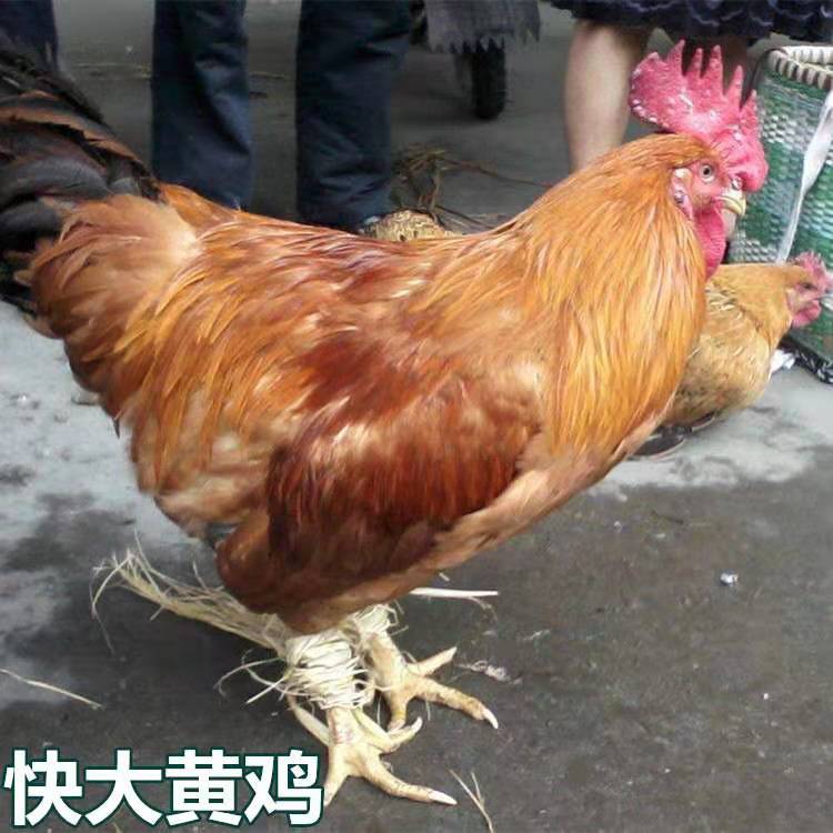 快大黄鸡苗