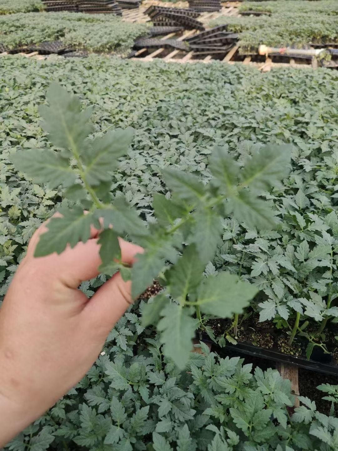 大粉番茄苗  嫁接大粉西红柿苗 硬粉番茄苗 抗死棵 抗TY病