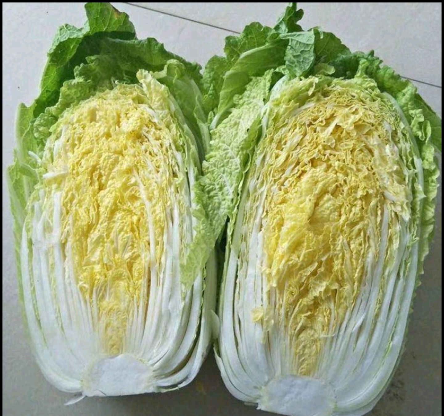 黄心白菜种子 春黄冠白菜种~抗根肿病能力强早熟生育期60天黄