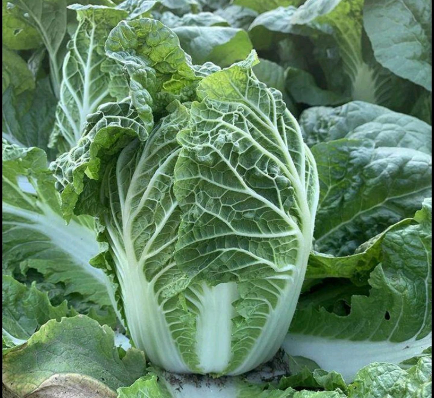 黄心白菜种子 春黄冠白菜种~抗根肿病能力强早熟生育期60天黄