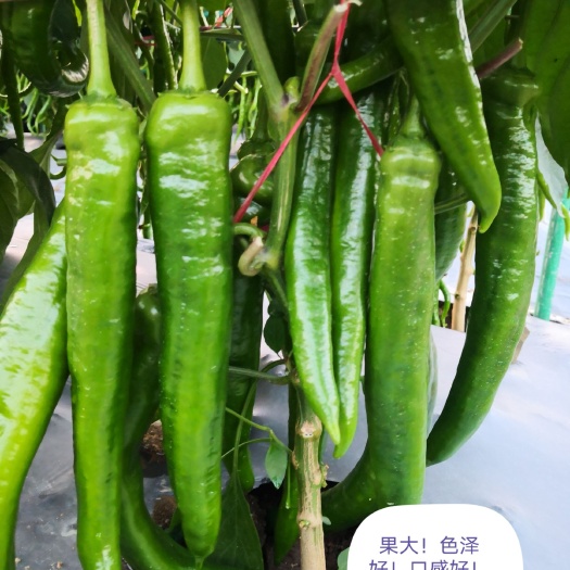 开平市牛角椒种子 好品质就是受欢迎！！！