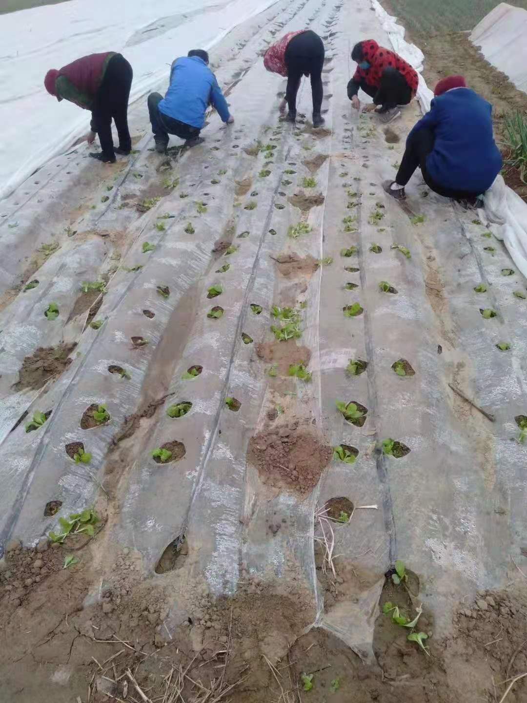 无纺布  农用，防老化，水稻育秧，花卉树木防寒等用途